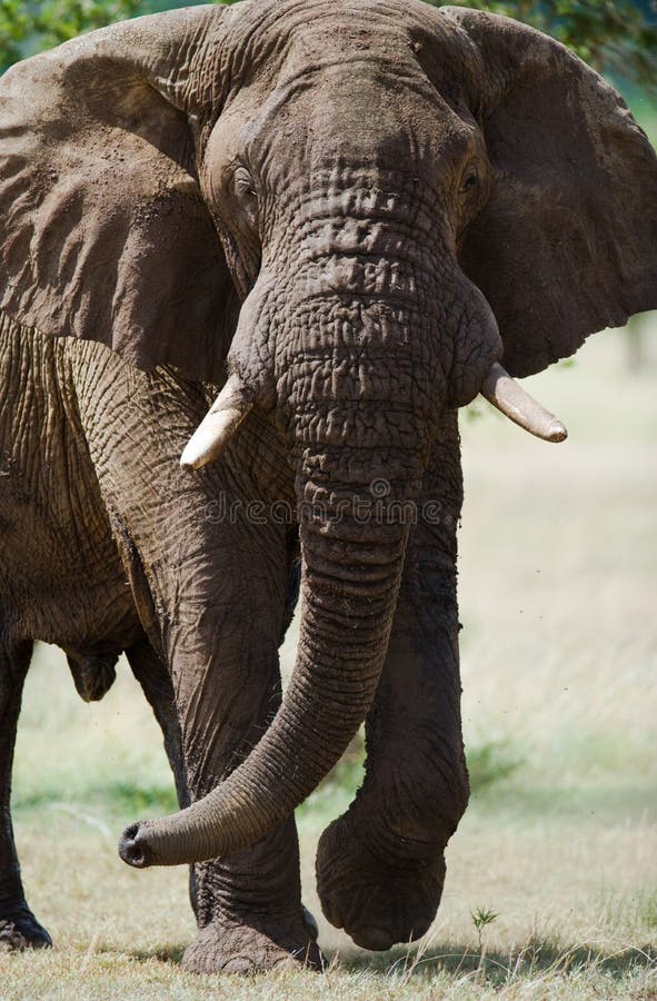 Большой слон стоя в саванне вышесказанного Кения Танзания serengeti Maasai Mara стоковые фото Большой слон стоя в саванне вышесказанного Кения Танзания serengeti Maasai Mara стоковые фото