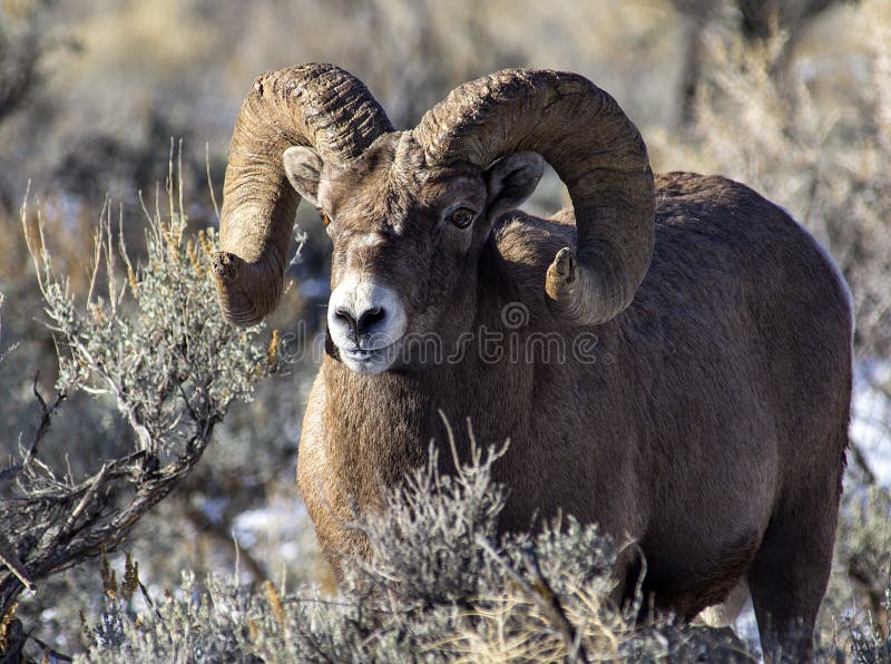 Big Horn Sheep ram near Yellowstone National Park, Wyoming, Rocky Mountains. Big Horn Sheep ram near Yellowstone National Park, Wyoming, Rocky Mountains.