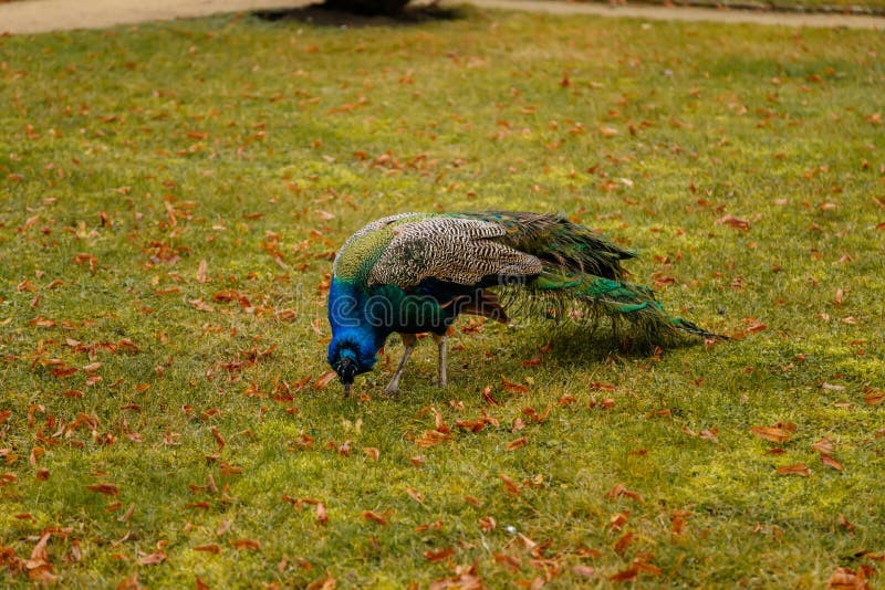 Боевики взорвали peacock портрет в траву романтического французского парка стиля зеленой и желтые листья garden около libochovice стоковая фотография