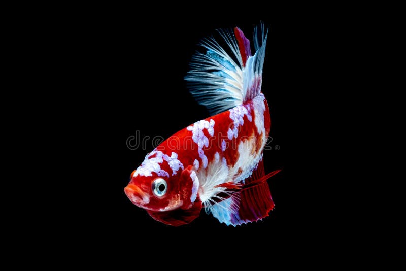 Бой рыб Betta в blackground черноты аквариума стоковое фото rf Бой рыб Betta в blackground черноты аквариума стоковое фото rf