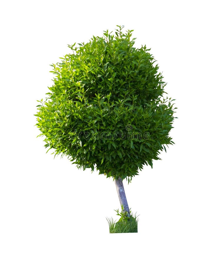 Boxwood bush isolated on a white  background. Boxwood bush isolated on a white  background