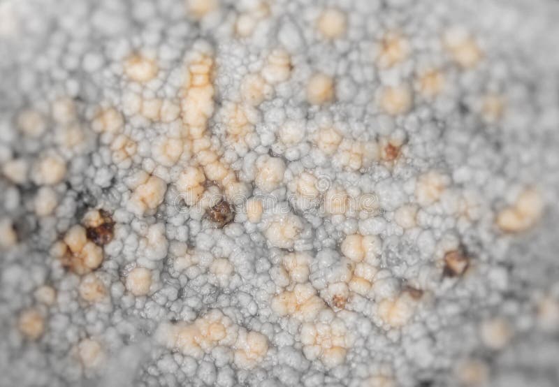 Болезнетворные микроорганизмы в мясе кокосового. Аномалии стоковая фотография rf