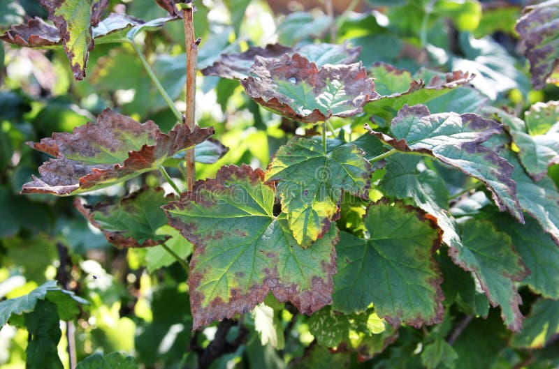 Black currant disease. Anthracnose on the leaves. The bush infected a fungal. Sunny day. Black currant disease. Anthracnose on the leaves. The bush infected a fungal. Sunny day