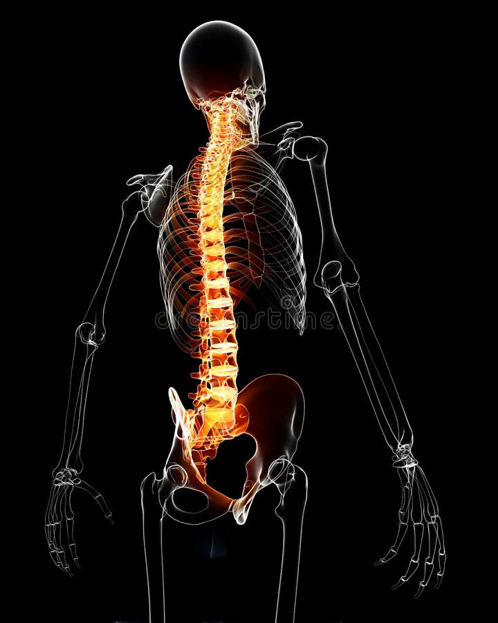 3d rendered medical x-ray illustration of Spinal cord with pain anatomy. 3d rendered medical x-ray illustration of Spinal cord with pain anatomy