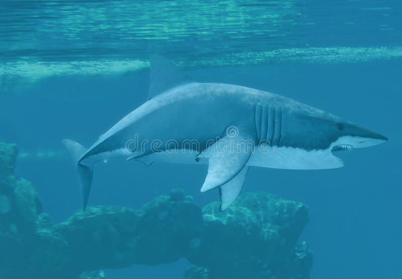 A Great white shark underwater. A Great white shark underwater