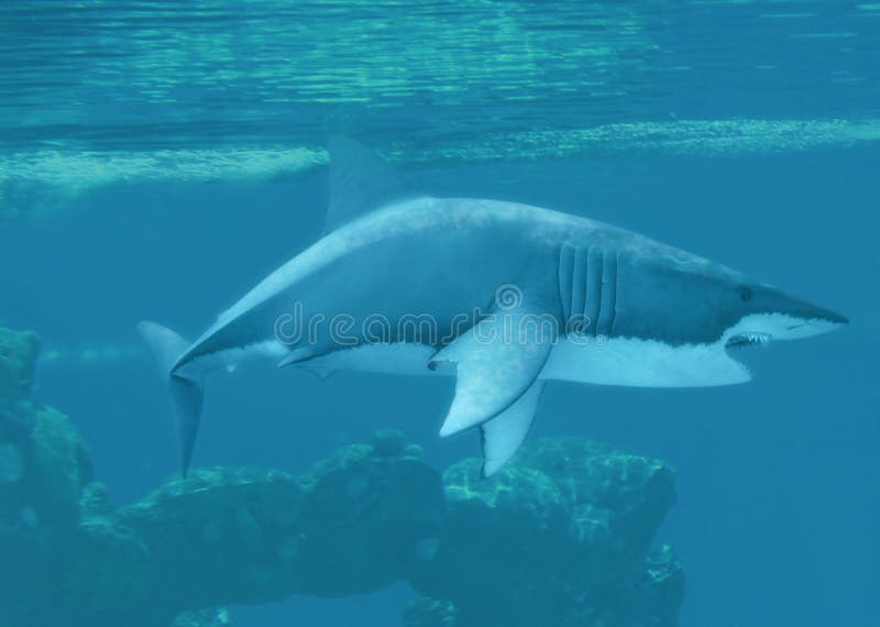 A Great white shark underwater. A Great white shark underwater