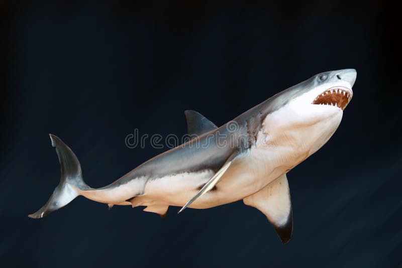 Great White Shark against a blue background. Great White Shark against a blue background