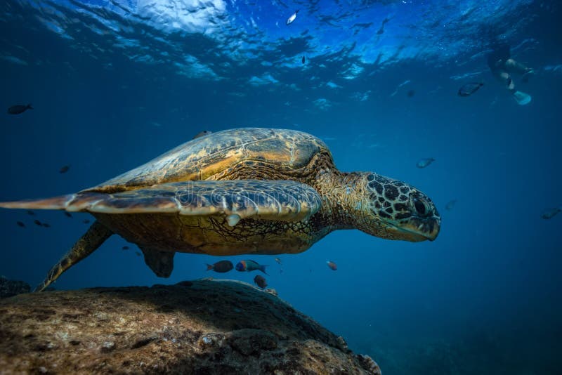 Большая морская черепаха против взгляда поверхности воды нижнего стоковые изображения Большая морская черепаха против взгляда поверхности воды нижнего стоковые изображения