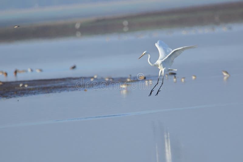 Большая посадка птицы egret в воде стоковая фотография Большая посадка птицы egret в воде стоковая фотография