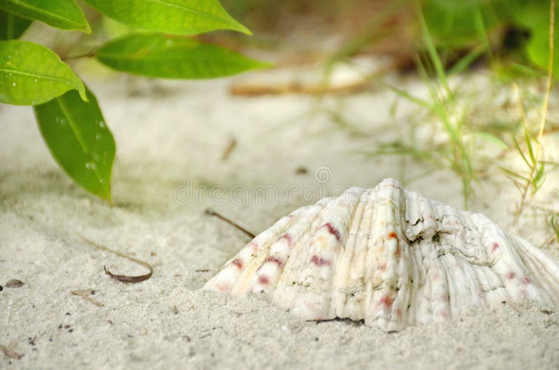 Большая раковина clam на белой тропической предпосылке пляжа песка стоковые изображения rf Большая раковина clam на белой тропической предпосылке пляжа песка стоковые изображения rf