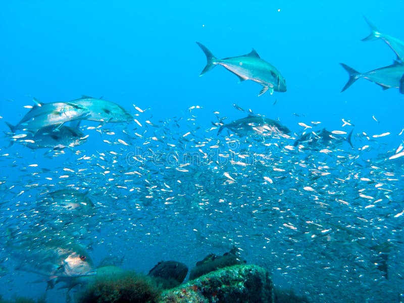 Great Amberjack fish feeding frenzy at laje de Santos Marine protected area, Brazil. Great Amberjack fish feeding frenzy at laje de Santos Marine protected area, Brazil