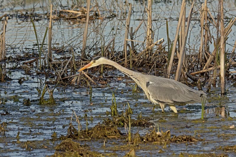 Большая серая цапля фуражируя в ardea cinerea болота стоковое изображение rf