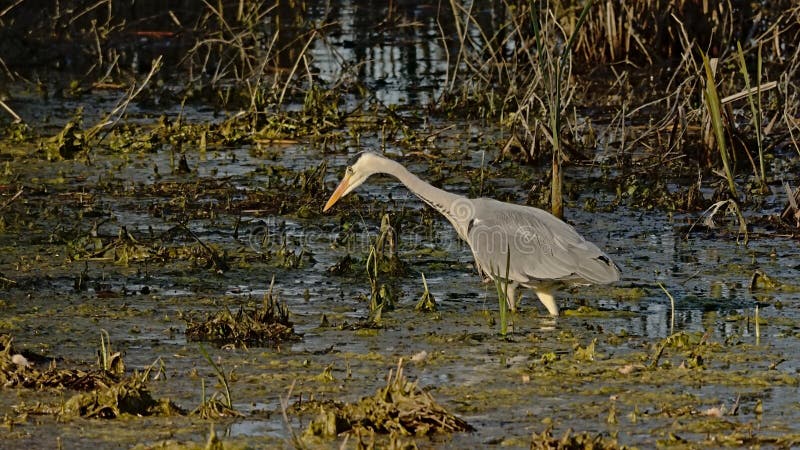 Большая серая цапля фуражируя в ardea cinerea болота. стоковое изображение rf
