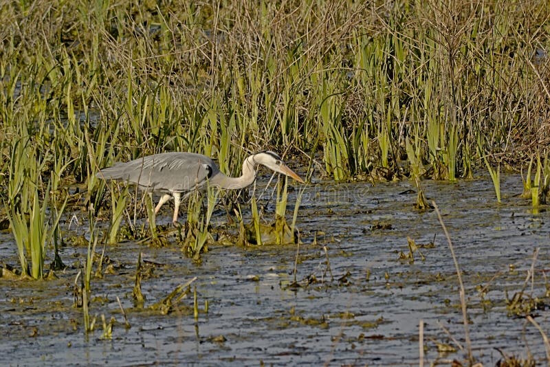 Большая серая цапля фуражируя в ardea cinerea болота. стоковое фото rf