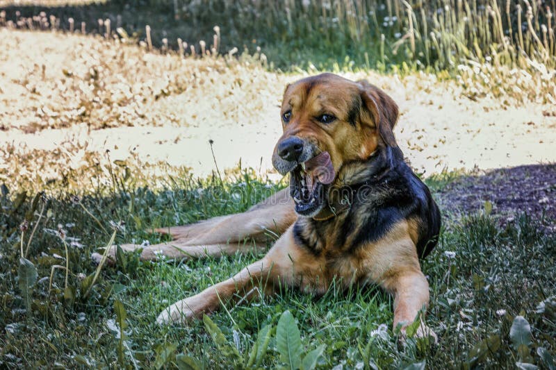Мальчик спит в траве под сеновалом в после полудня лета Стоковое ...