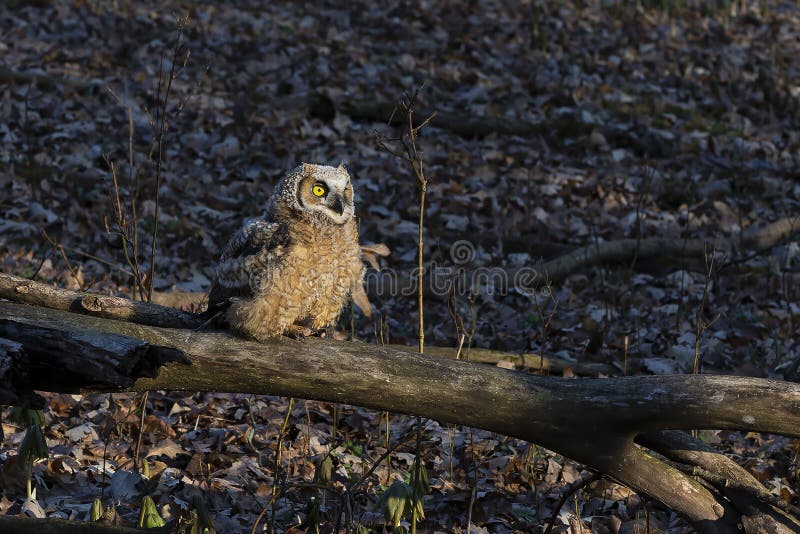 Большее virginianus Bubo сыча шершня стоковая фотография rf Большее virginianus Bubo сыча шершня стоковая фотография rf