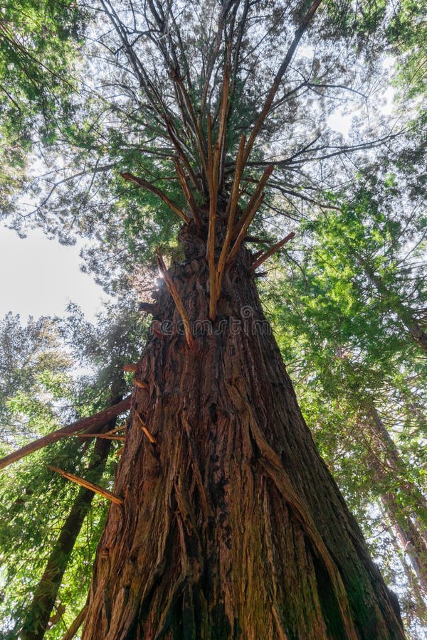 Большие sempervirens секвойи дерева Redwood старого роста, Калифорния стоковая фотография rf Большие sempervirens секвойи дерева Redwood старого роста, Калифорния стоковая фотография rf