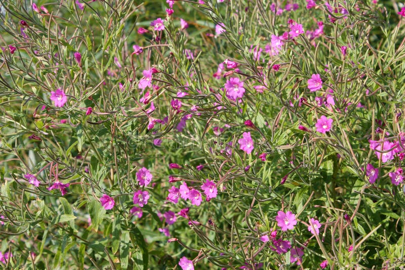 Большие волосатый willowherb или hirsutum кипрея в одичалой природе стоковые изображения