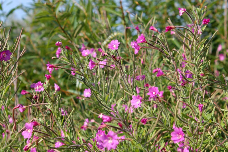 Большие волосатый willowherb или hirsutum кипрея в одичалой природе стоковые изображения rf