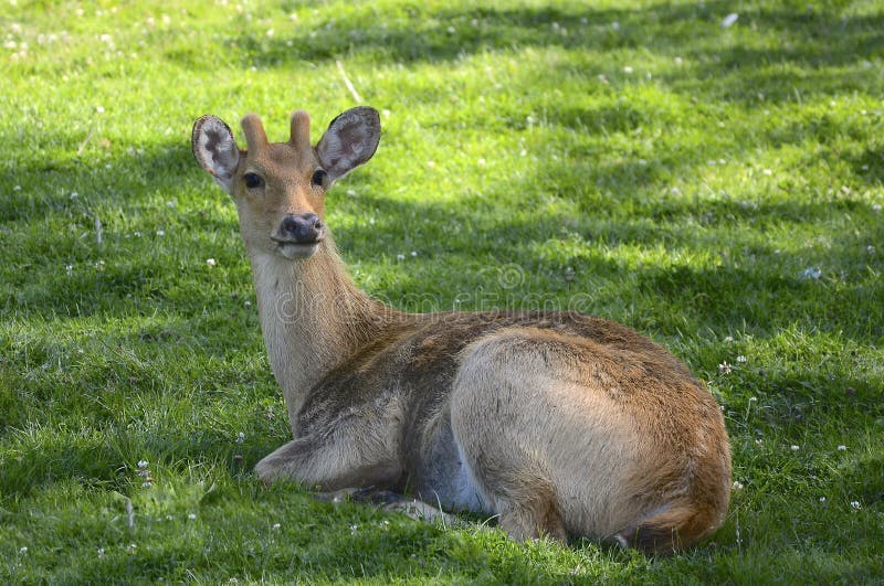 Большие ожидания гризли, в то время как женщины накормленныйся на ...