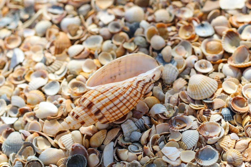 Большие лож seashell поверх много небольших круглых seashells стоковое фото Большие лож seashell поверх много небольших круглых seashells стоковое фото