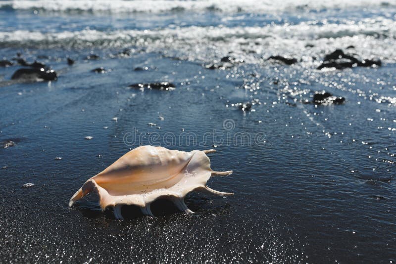 Большое truncata lambis раковины паука seashell на береге отработанной формовочной смеси стоковые фото Большое truncata lambis раковины паука seashell на береге отработанной формовочной смеси стоковые фото