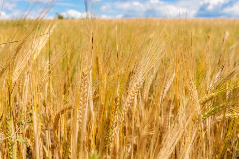 Большое золотое пшеничное поле Кумулюс на ясном голубом небе E Концепция чистоты Естественные заводы стоковая фотография Большое золотое пшеничное поле Кумулюс на ясном голубом небе E Концепция чистоты Естественные заводы стоковая фотография