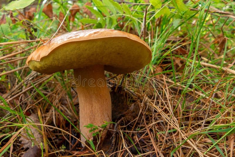 Большое съестное porcini гриба, плюшка пенни, bolete короля, подосиновик edulis, в траве леса стоковые изображения rf Большое съестное porcini гриба, плюшка пенни, bolete короля, подосиновик edulis, в траве леса стоковые изображения rf