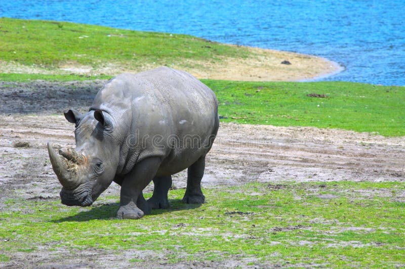 большой rhinoceros стоковые изображения большой rhinoceros стоковые изображения