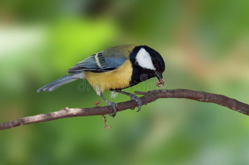 A Great Tit with a caterpillar prey on its beak. A Great Tit with a caterpillar prey on its beak