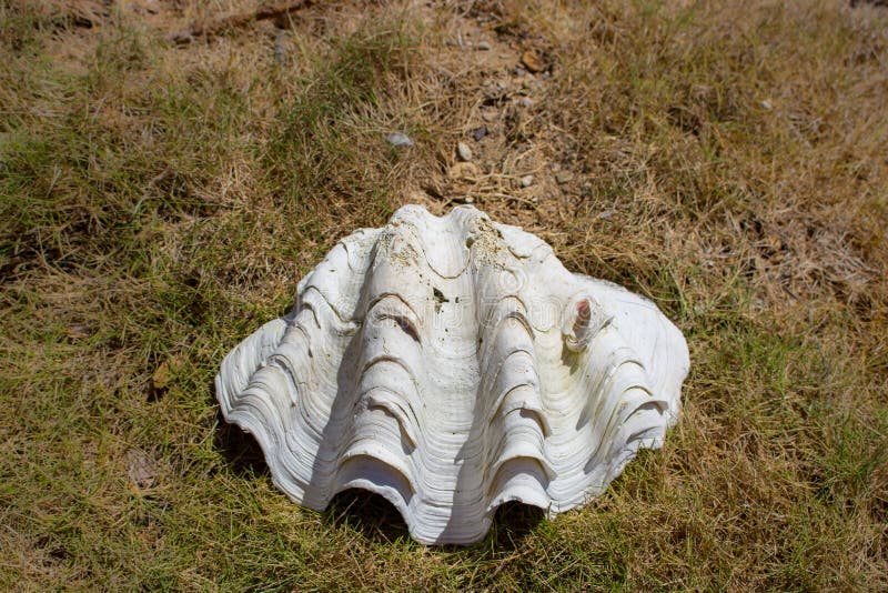 Большой белый seashell в траве Старый крупный план раковины Тропическая жизнь Морская деталь Большая раковина на побережье стоковые изображения Большой белый seashell в траве Старый крупный план раковины Тропическая жизнь Морская деталь Большая раковина на побережье стоковые изображения
