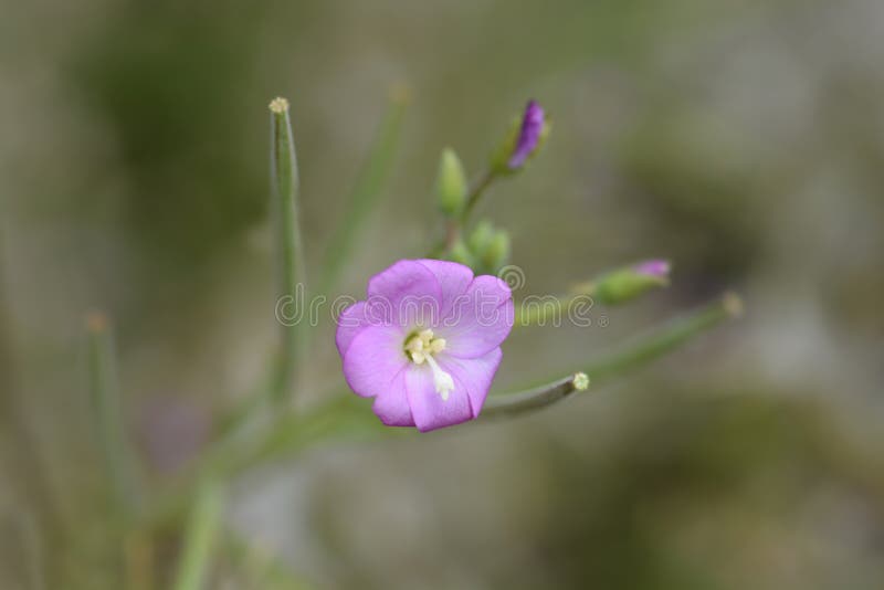 Большой волосатый willowherb стоковое фото rf