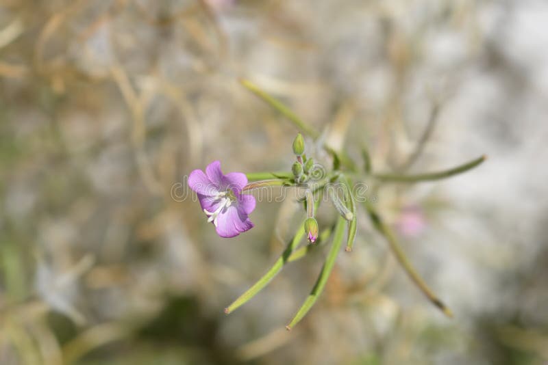Большой волосатый willowherb стоковая фотография rf
