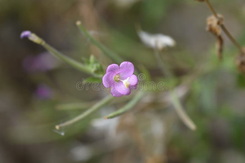 Большой волосатый willowherb стоковое фото