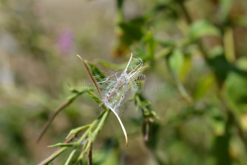 Большой волосатый willowherb стоковое изображение