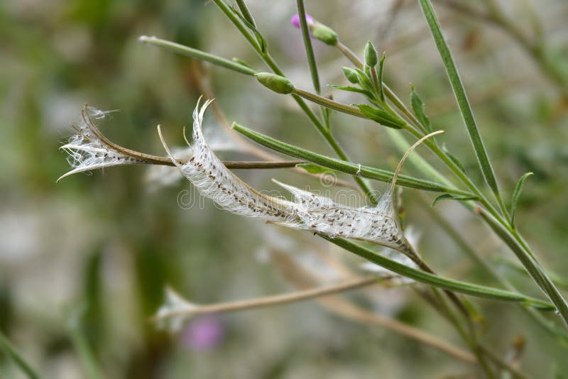 Большой волосатый willowherb стоковые фотографии rf