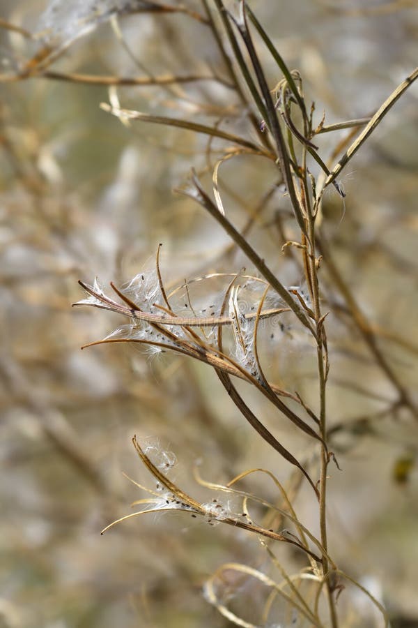 Большой волосатый willowherb стоковые фотографии rf