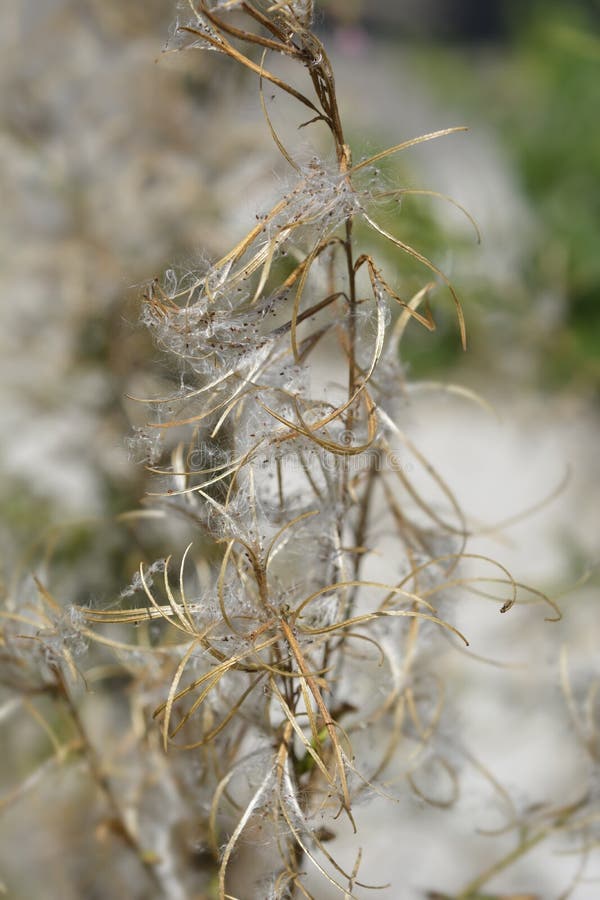 Большой волосатый willowherb стоковые фотографии rf