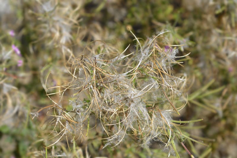 Большой волосатый willowherb стоковые изображения rf