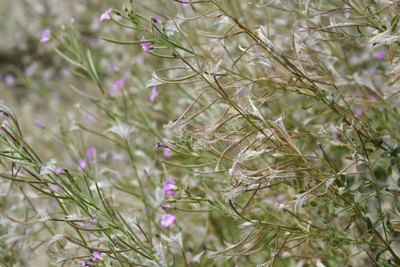 Большой волосатый willowherb стоковая фотография