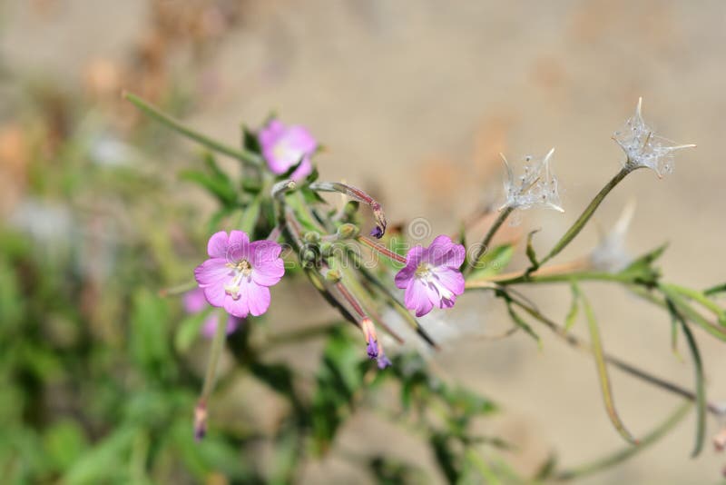 Большой волосатый willowherb стоковая фотография rf