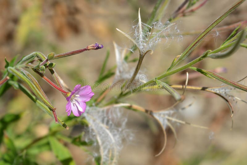 Большой волосатый willowherb стоковые фотографии rf