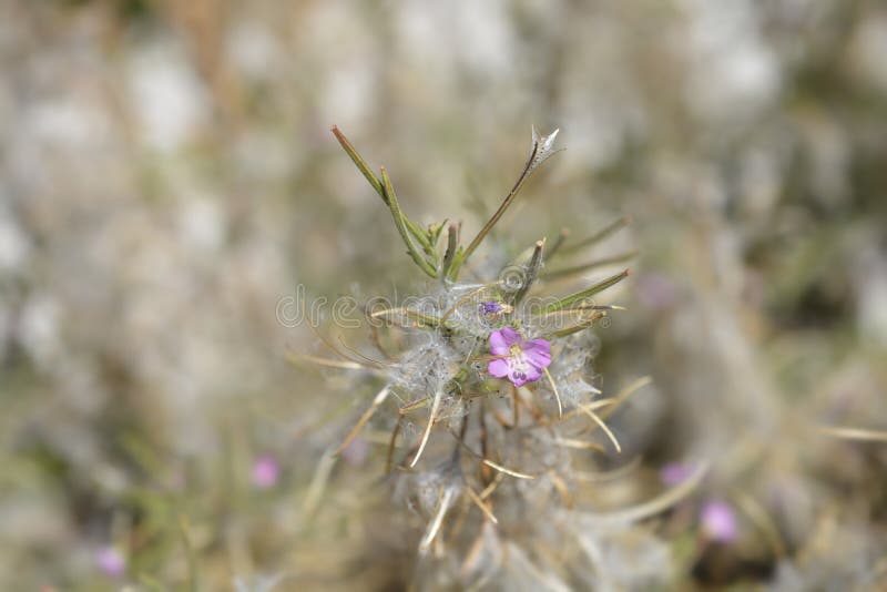 Большой волосатый willowherb стоковые изображения rf