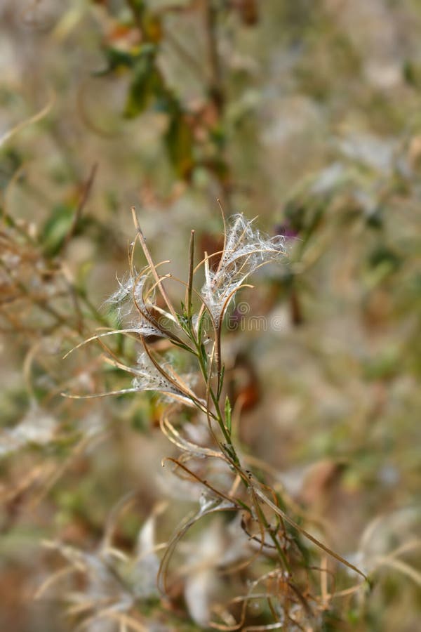 Большой волосатый willowherb стоковое фото