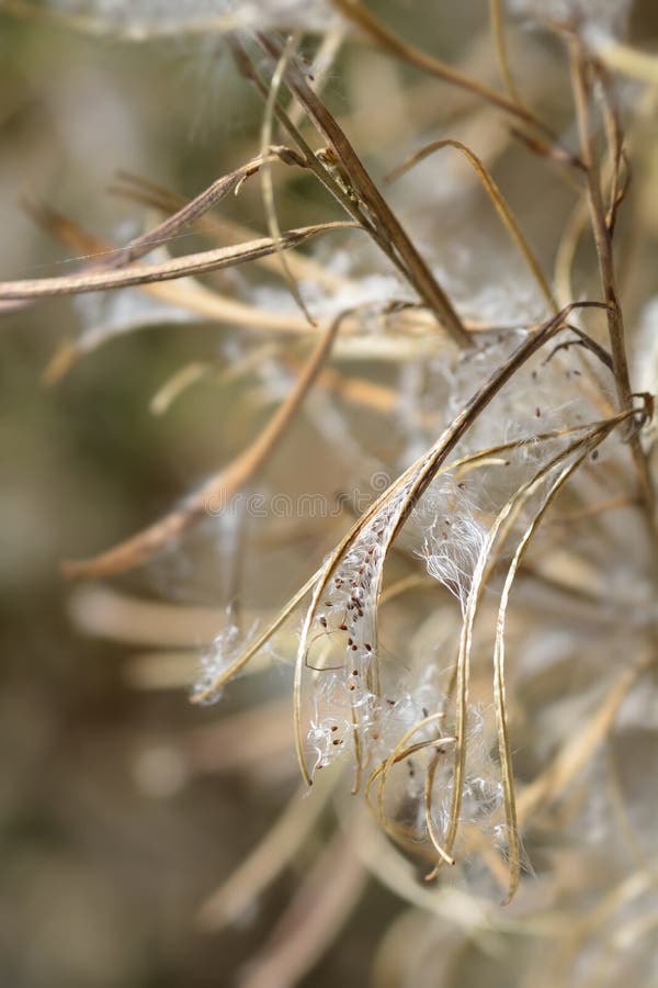 Большой волосатый willowherb стоковые фотографии rf