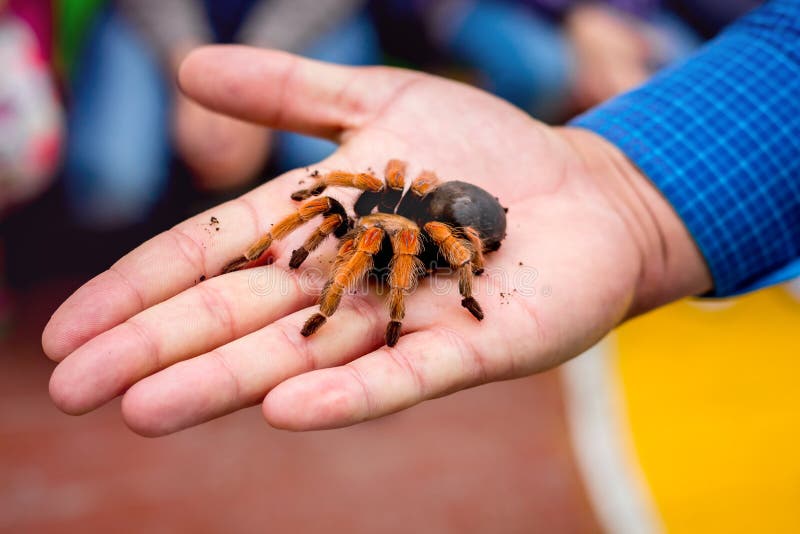 Большой волосатый паук в ладони человека Человек показывает большое tarantula_. Большой волосатый паук в ладони человека Человек показывает большой тарантула