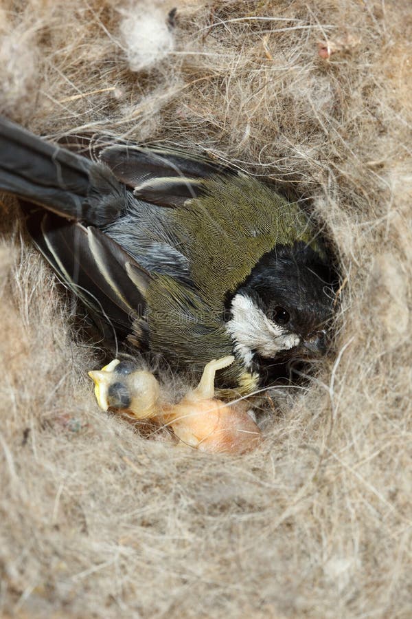 большой главный tit parus стоковое фото большой главный tit parus стоковое фото