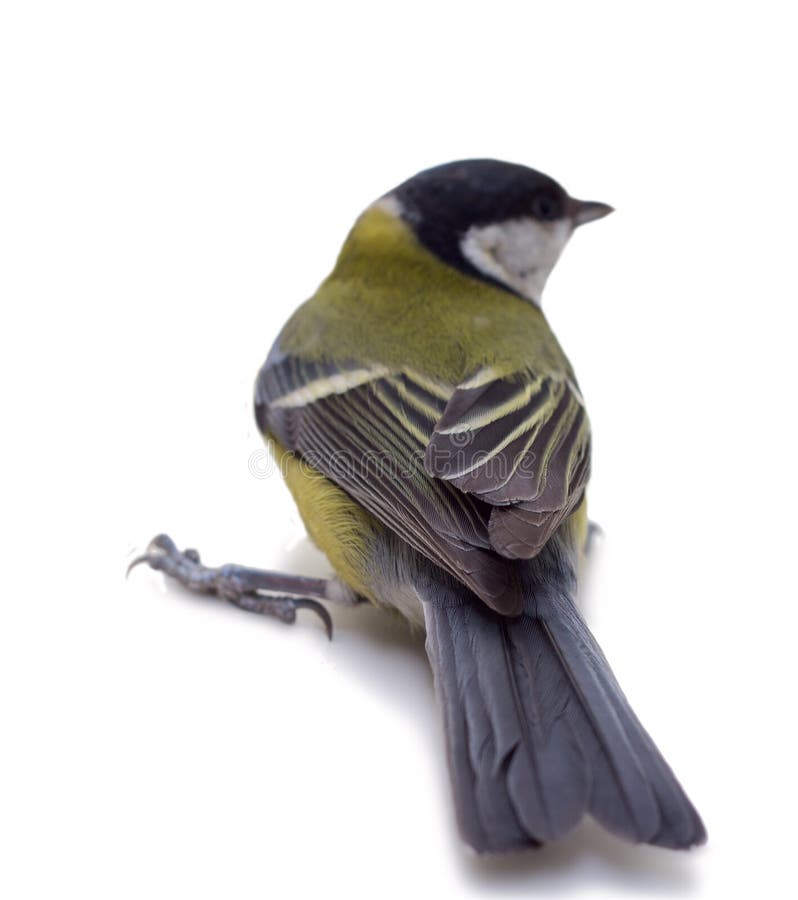 Great Tit Parus major of white background. Great Tit Parus major of white background.