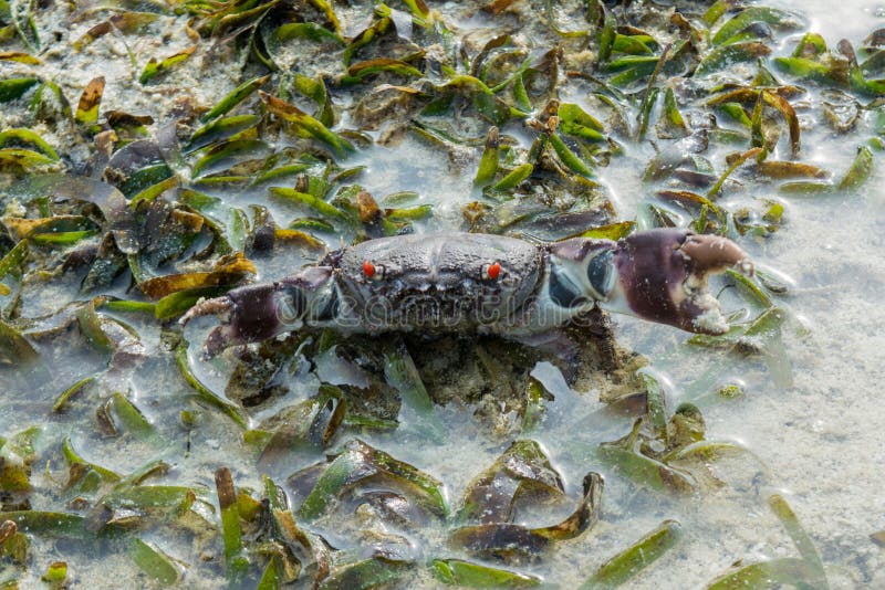 Big brown crab with massive claws and red eyes protects himself at the tropical beach in Maldives. Big brown crab with massive claws and red eyes protects himself at the tropical beach in Maldives