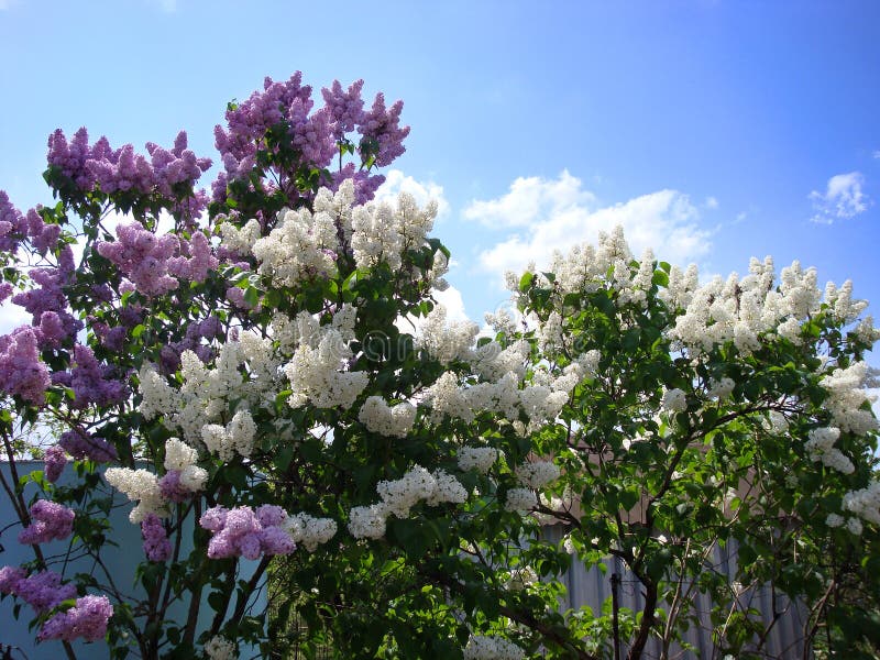 A big bush of violet and white lilac and white clouds in the sky. Summer sunshine. A big bush of violet and white lilac and white clouds in the sky. Summer sunshine